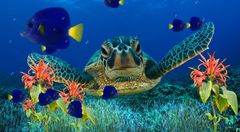 download Coral Reef Aquarium Screensaver