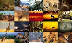 download Animals Photo Screensaver Volume 4