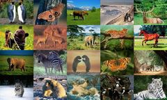 download Animals Photo Screensaver Volume 1