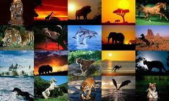 download Animals Photo Screensaver Volume 5