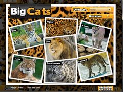 download Big Cats Jigsaw Puzzle
