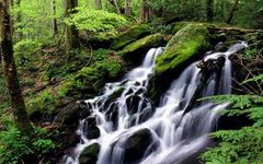download Free Living Forest Waterfall