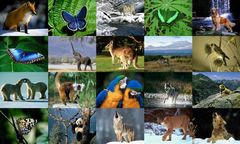 download Animals Photo Screensaver Volume 2