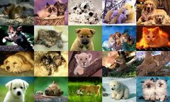 download Animals Photo Screensaver Volume 3