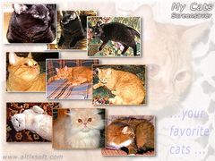 download My Cats Screensaver FREE