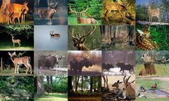 download Deer Photo Screensaver