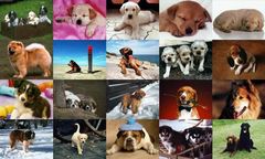 download Dogs Photo Screensaver