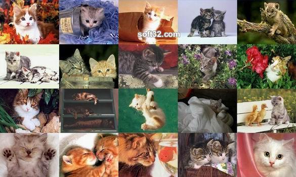 Cats Photo Screensaver : FilesBear