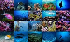 download Ocean Life Photo Screensaver