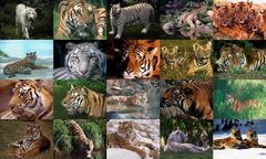 download Tigers Photo Screensaver